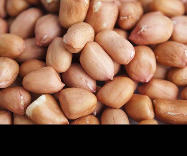 Peanut