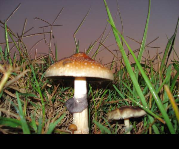 Cubesis