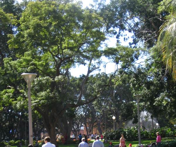 The Park