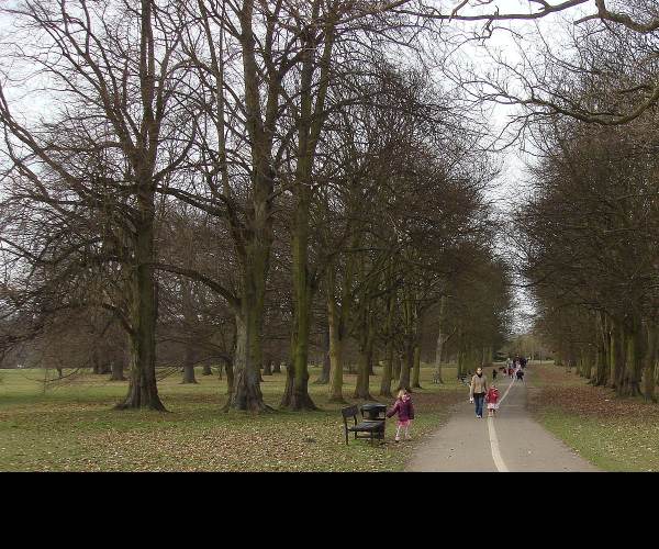 The Park