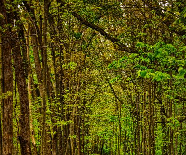 Pathway