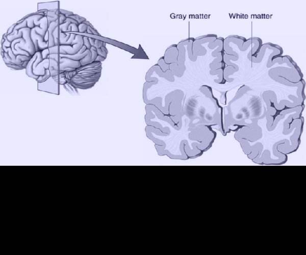 Gray Matter
