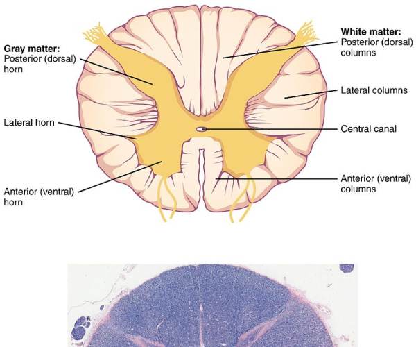 Gray Matter