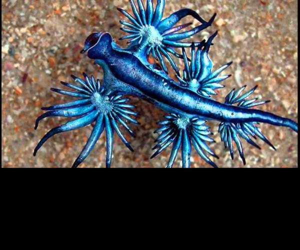 Blue Dragon