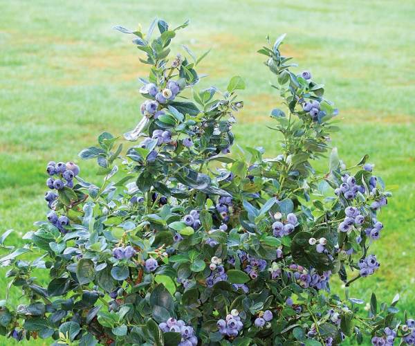 Blueberry Garden