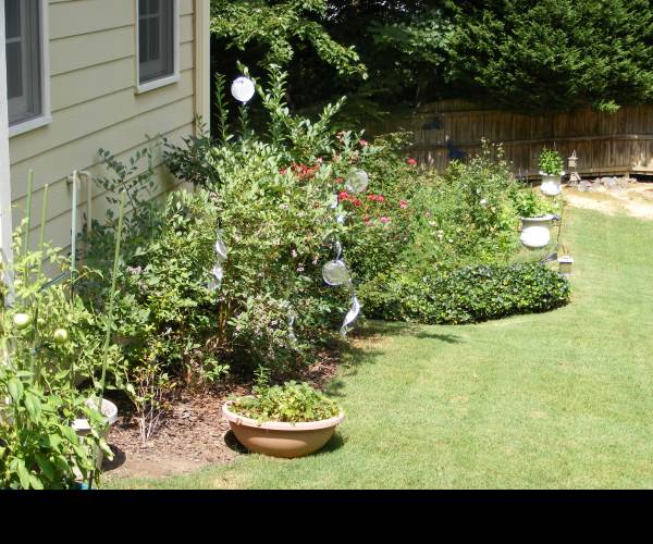 Blueberry Garden