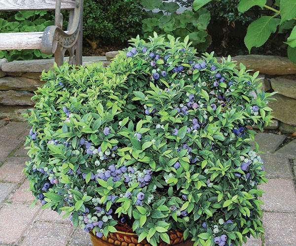 Blueberry Garden