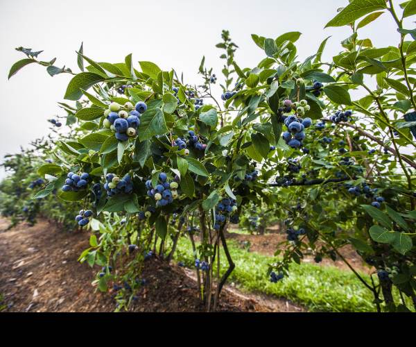 Blueberry Garden