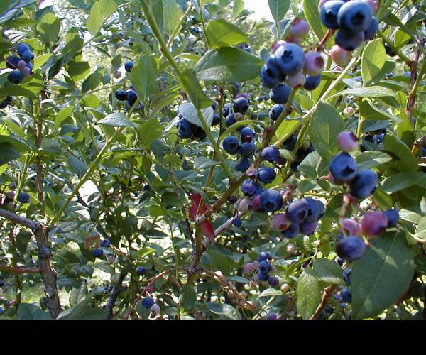 Blueberry Garden