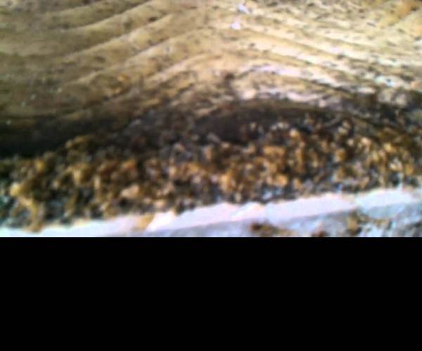 Infestation
