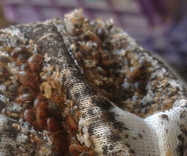 Infestation
