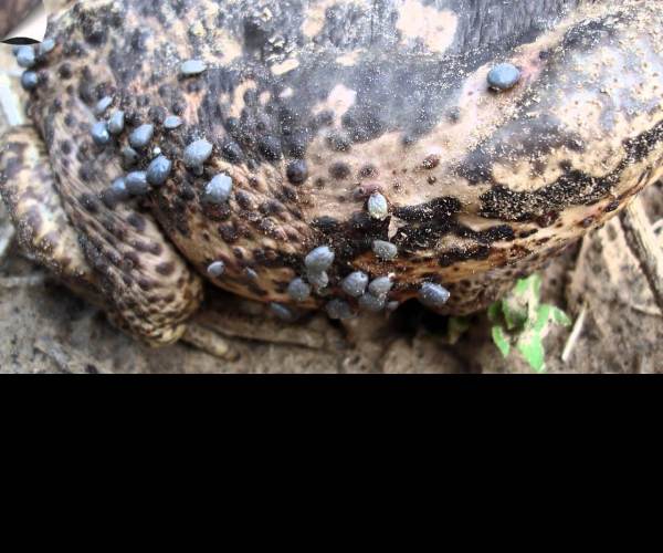 Infestation