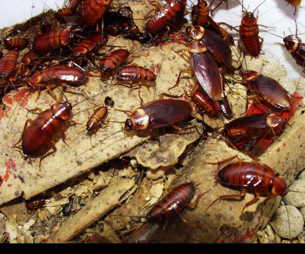 Infestation