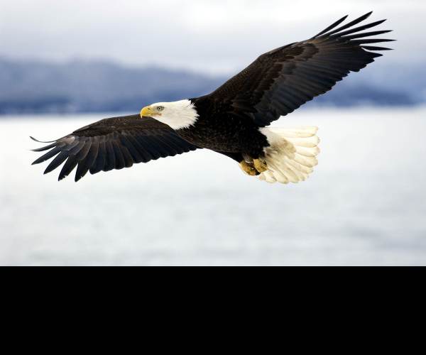 Eagle Flight