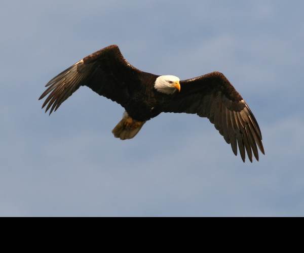 Eagle Flight