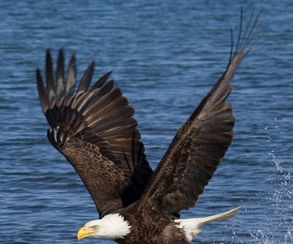 Eagle Flight