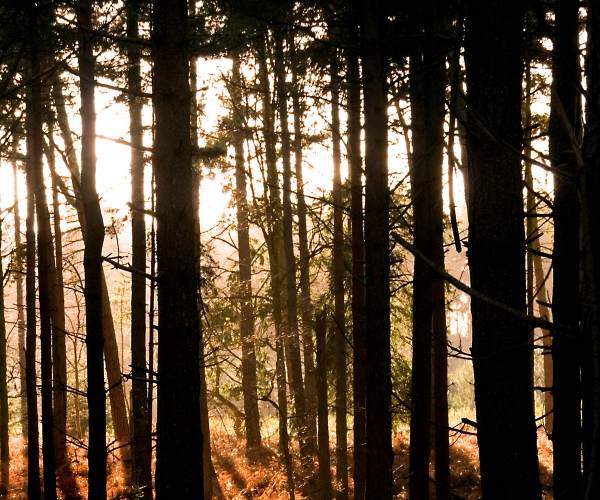 The Forest
