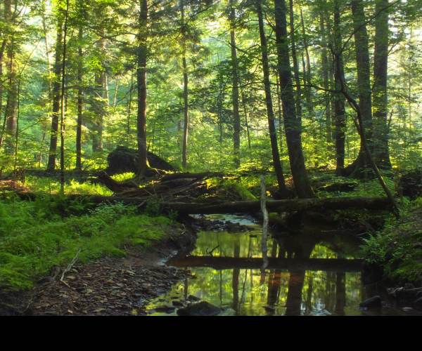 The Forest