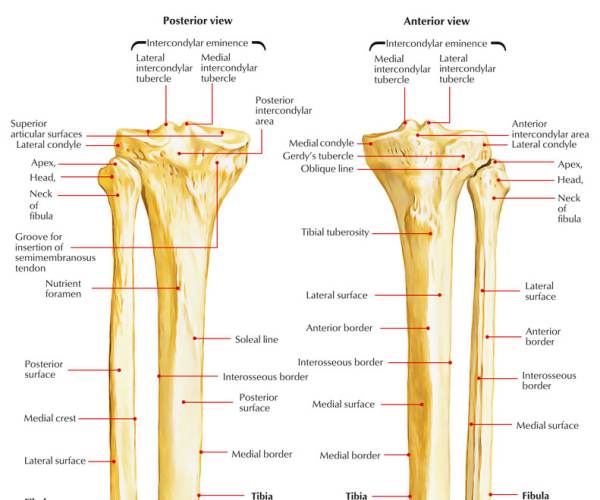Tibia