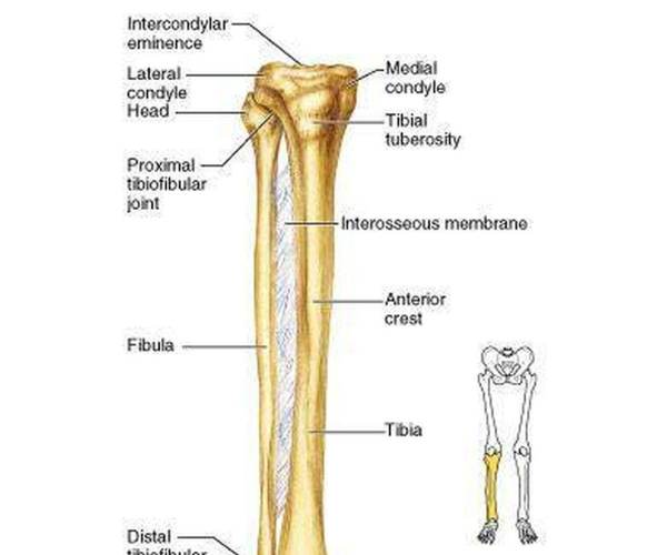 Tibia