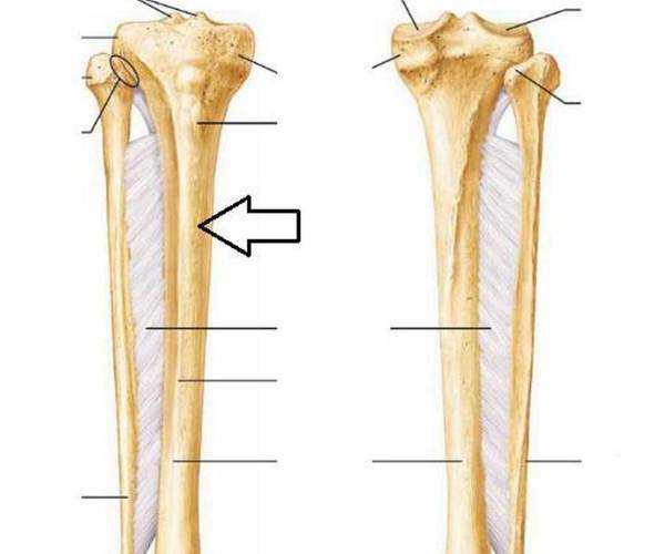 Tibia