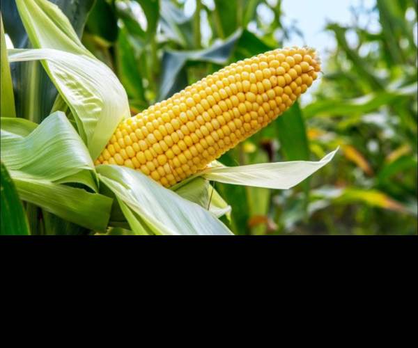 Maize