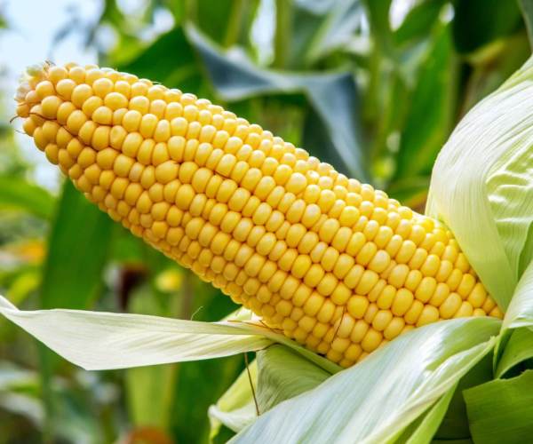 Maize
