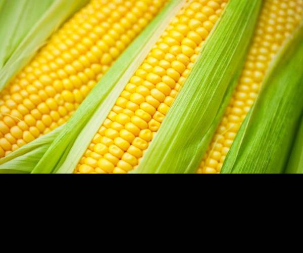 Maize