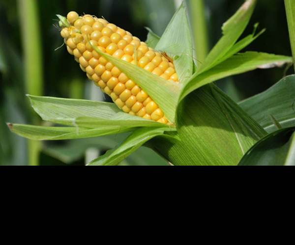 Maize