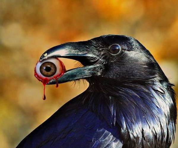 The Crow's Eye