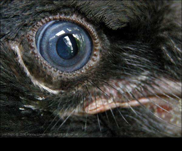 The Crow's Eye