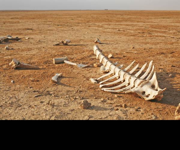 Extinction