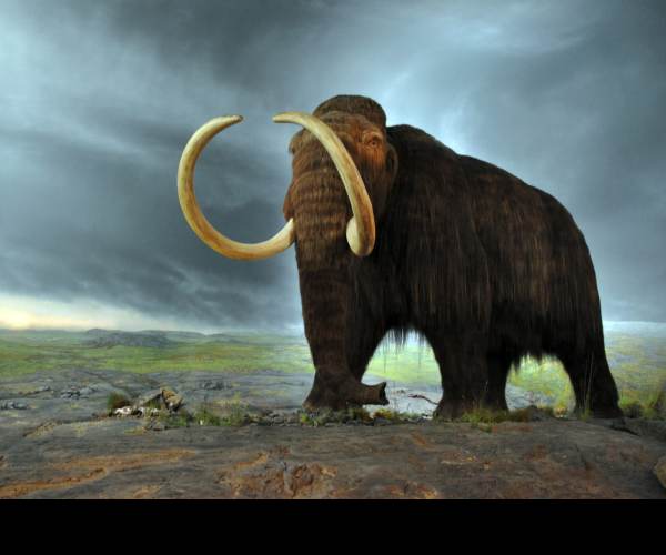 Extinction