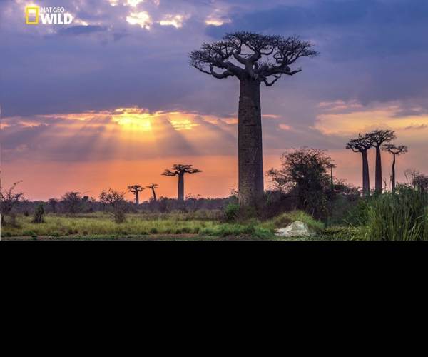 Madagascar