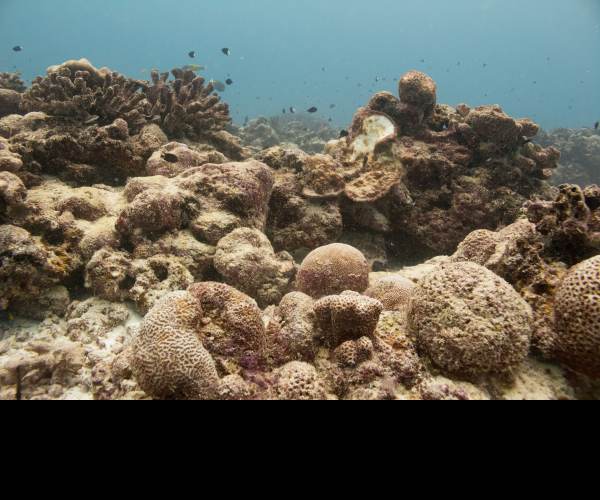 Dead Reefs