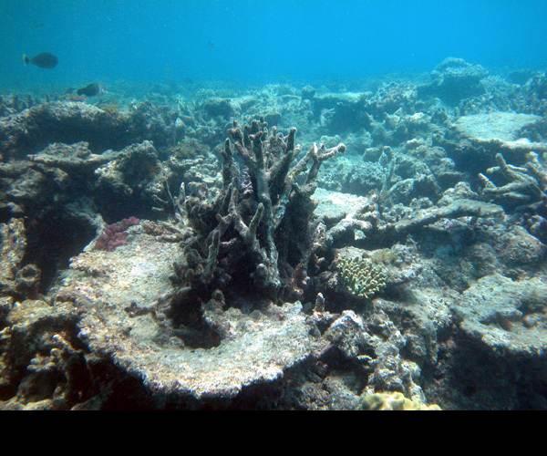 Dead Reefs