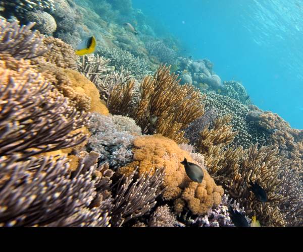 Dead Reefs
