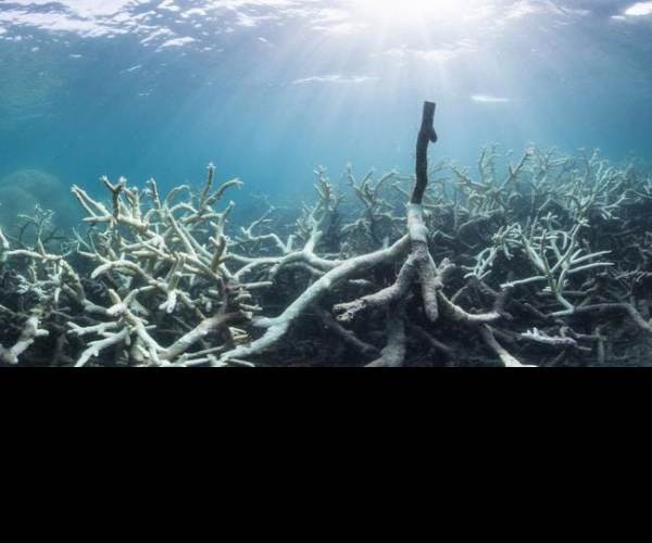 Dead Reefs