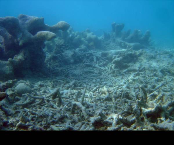 Dead Reefs