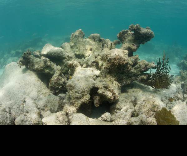 Dead Reefs