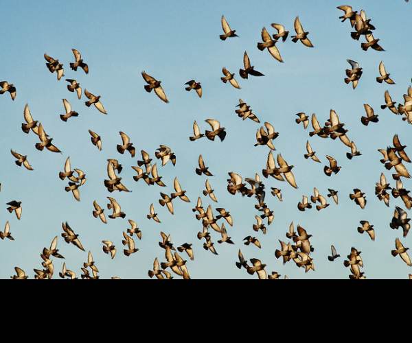 Flock!