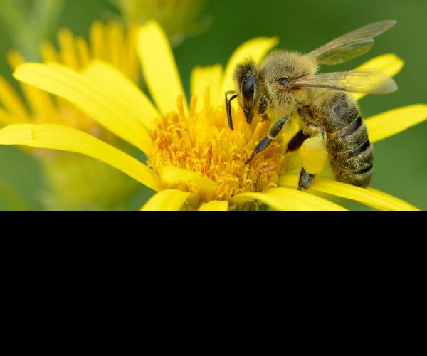 Pollen