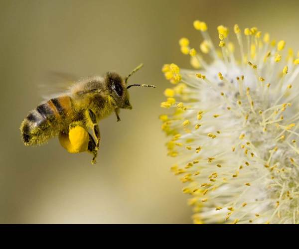 Pollen