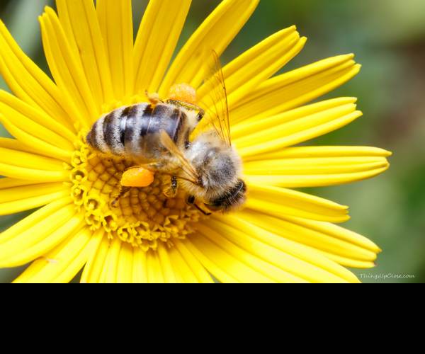 Pollen