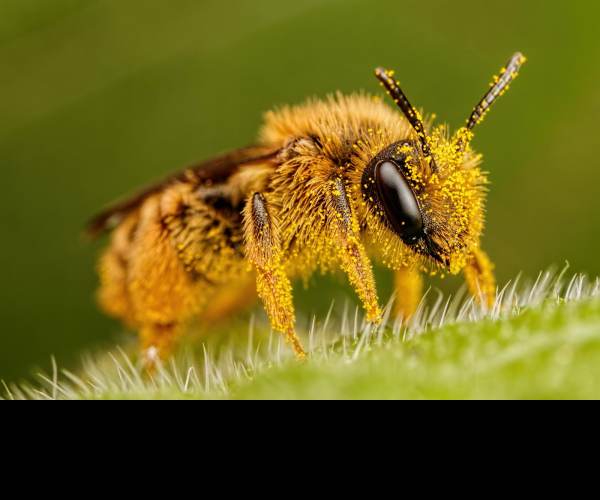 Pollen