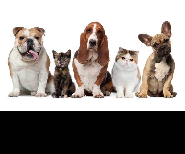 Pet Care