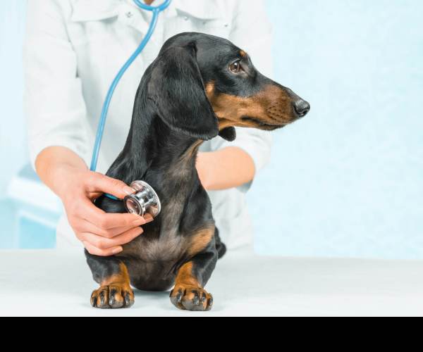 Pet Care