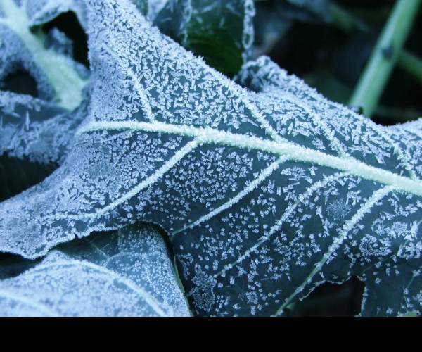 The Frost