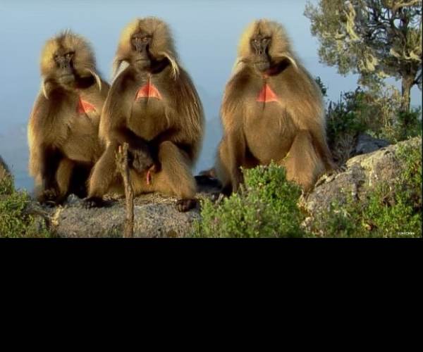 Harem Monkey