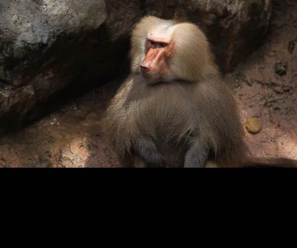 Harem Monkey